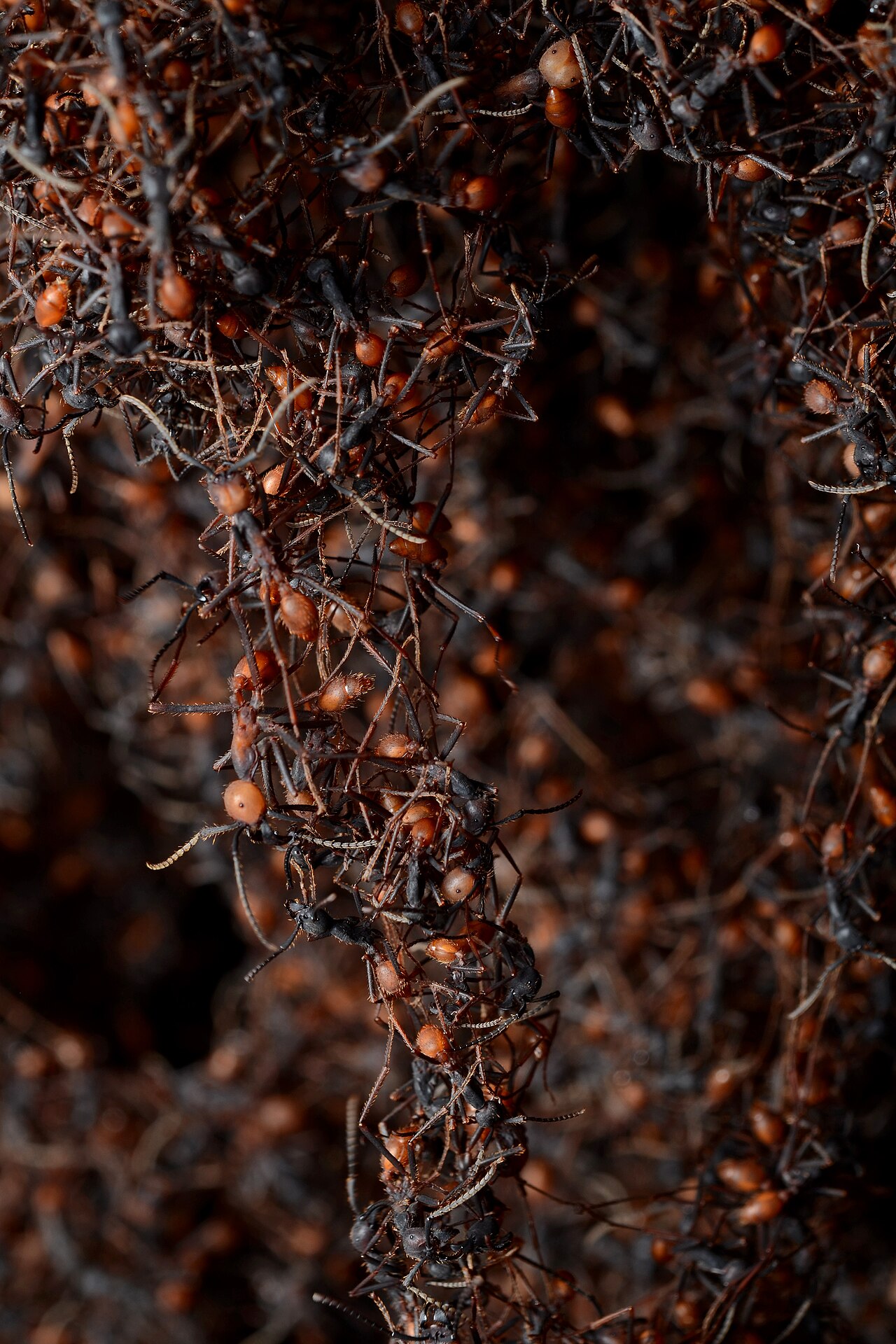 A living bridge of army ants, each clinging to the legs of others, spanning a gap in the forest floor.