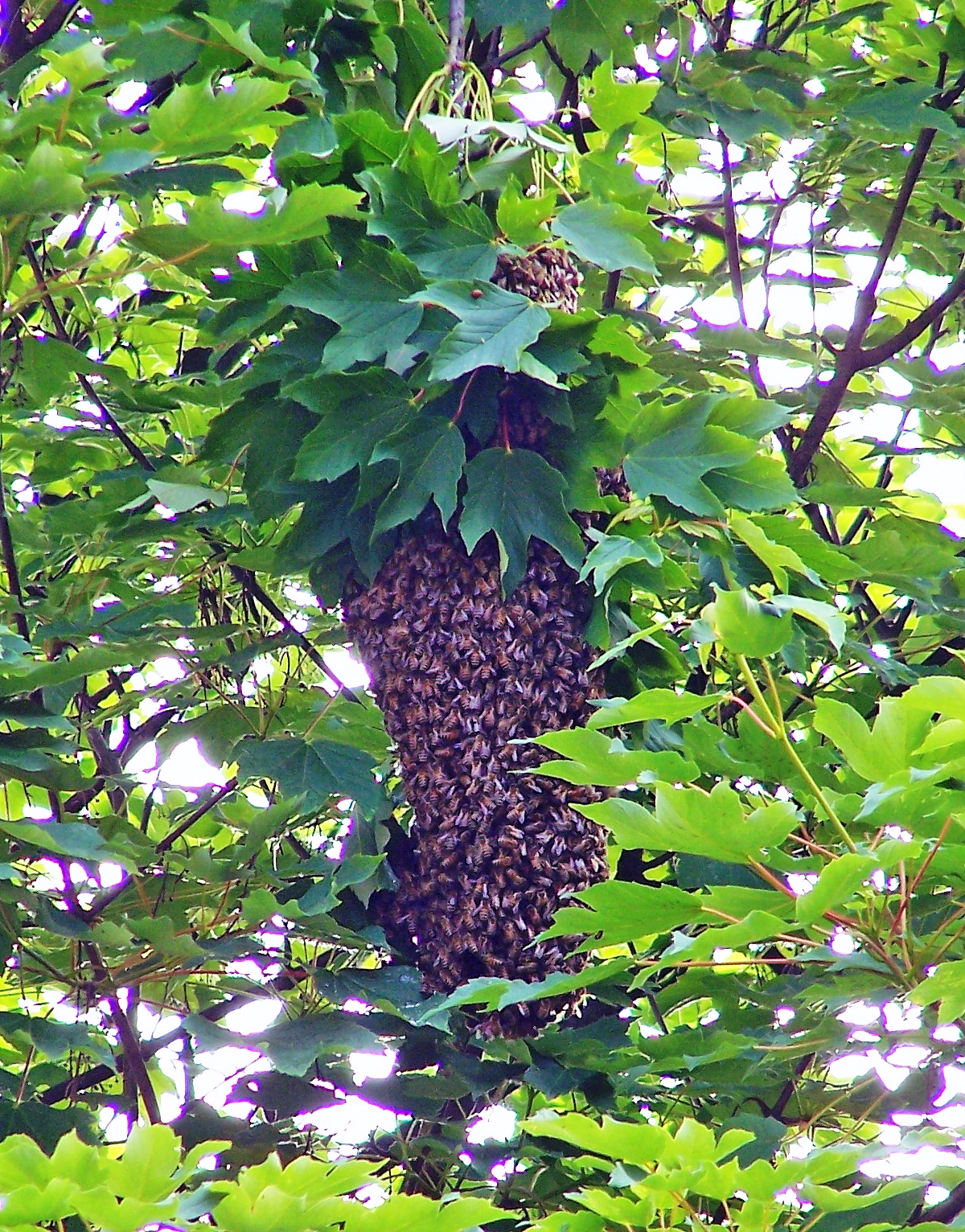 A dense cluster of thousands of honeybees hanging from a tree branch, a swarm in the middle of choosing a new home.