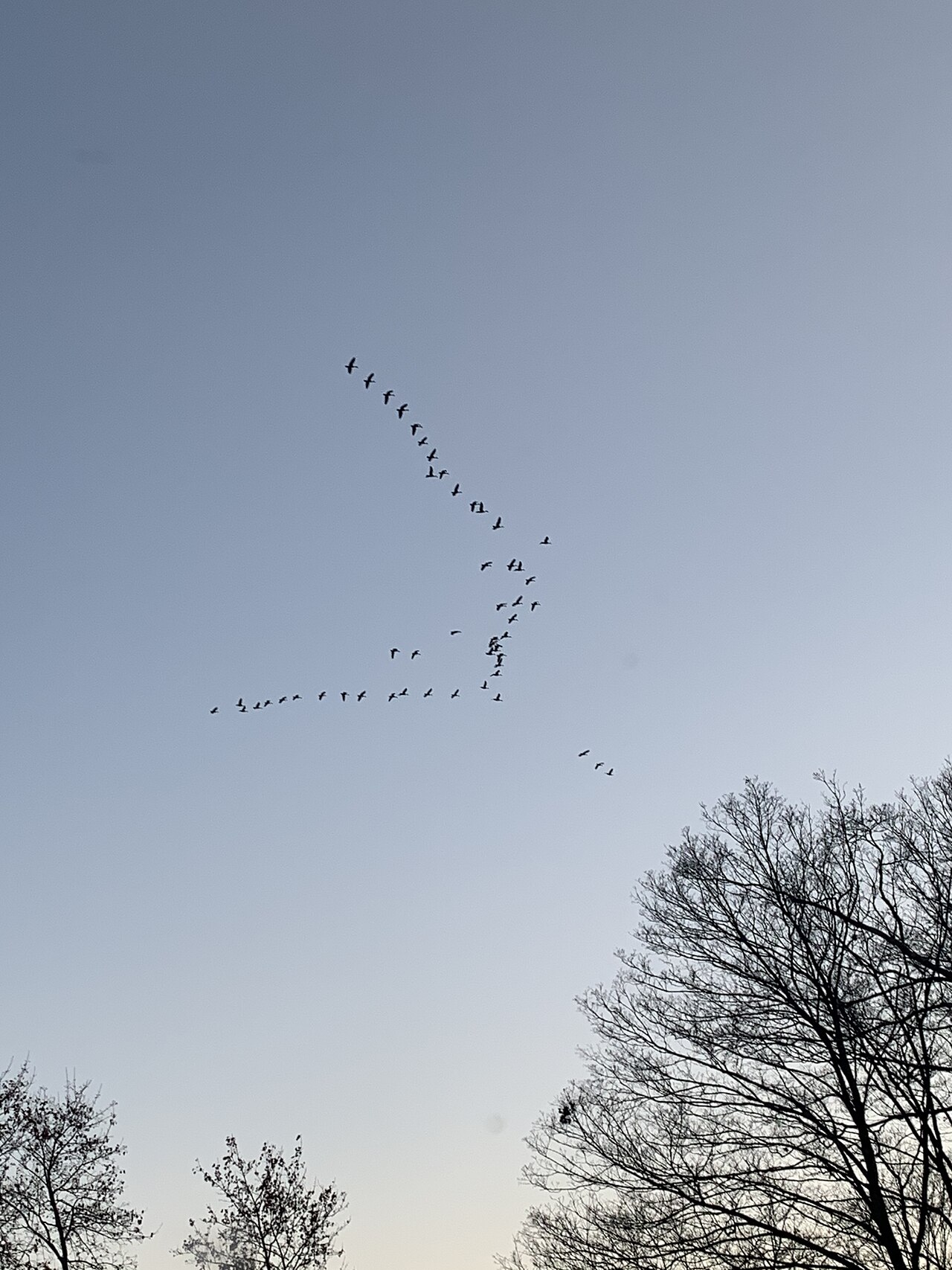 A large flock of birds scattered across a bright sky, each bird a dark fleck holding loose formation with its neighbours.