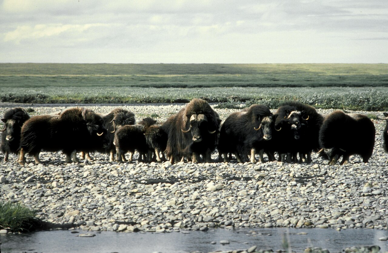 Muskoxen forming a defensive circle facing outward.