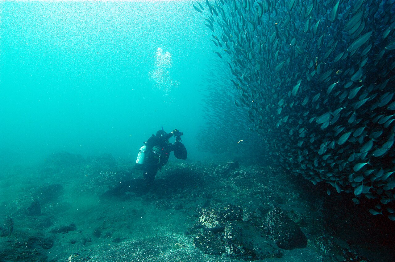 A dense, swirling school of silver fish forming a rotating sphere in blue ocean water.