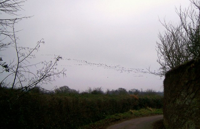 A skein of geese flying in a clean V-formation against a pale sky.