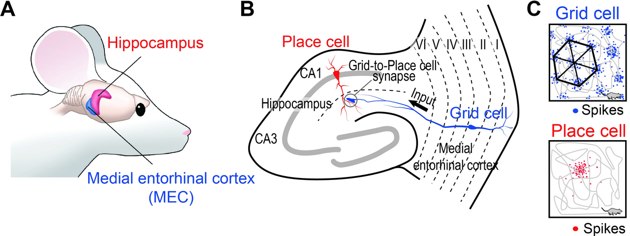 Neuroscience figure showing a place cell firing in the hippocampus and a grid cell firing in a hexagonal pattern in the entorhinal cortex of a rat.