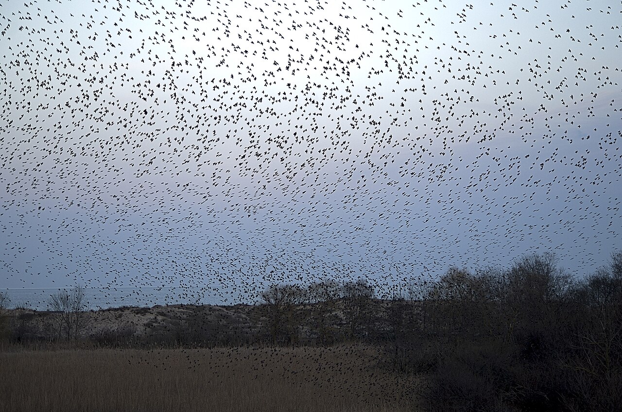 A vast starling murmuration twisting into a dark, fluid shape against a pale evening sky.
