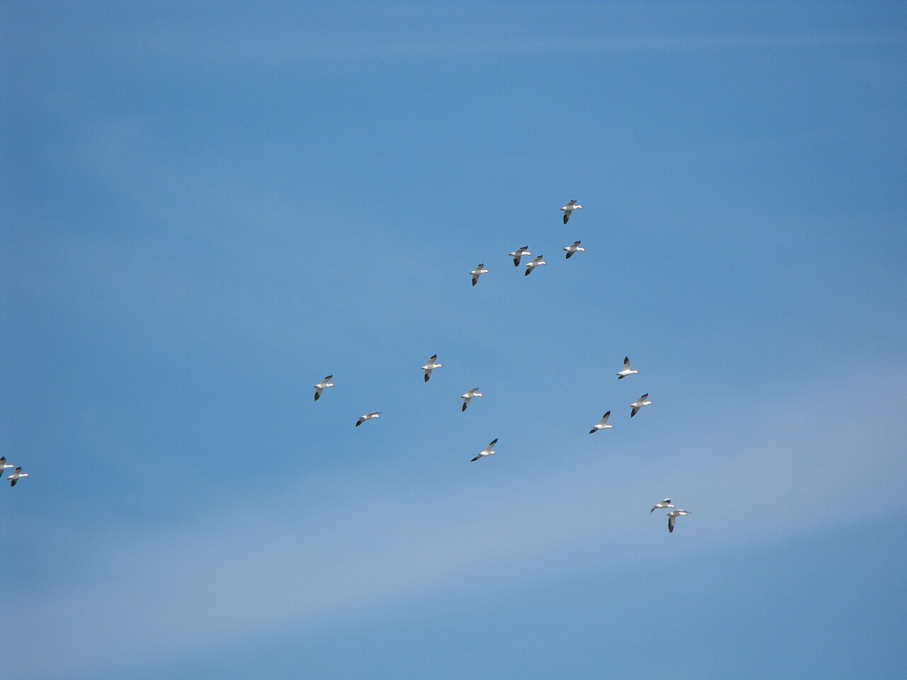 A large flock of snow geese converging on one area.