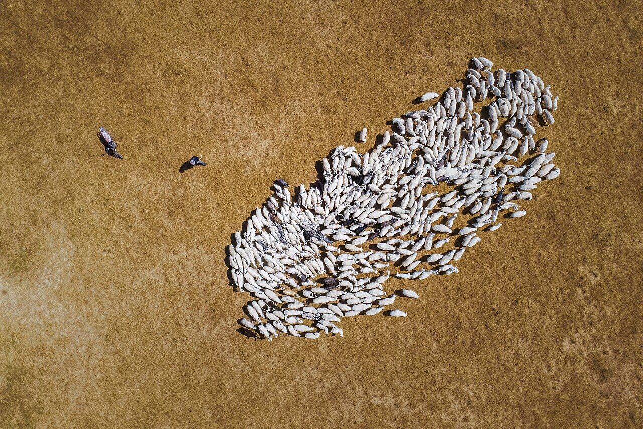 A herded flock of sheep moving across open ground while holding a loose, even spacing.