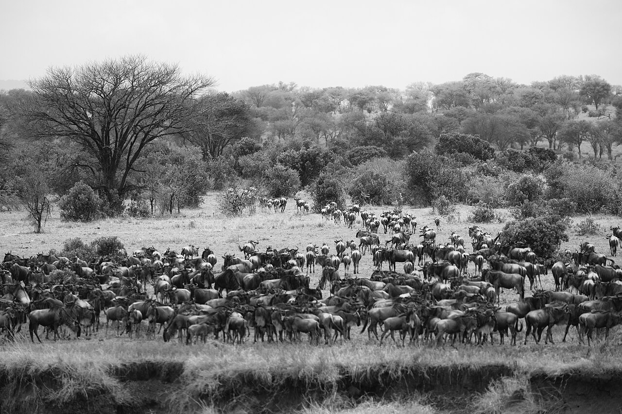 A wildebeest herd moving together across a hillside.